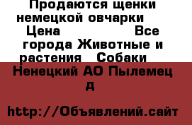 Продаются щенки немецкой овчарки!!! › Цена ­ 6000-8000 - Все города Животные и растения » Собаки   . Ненецкий АО,Пылемец д.